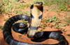 Snake catchers tackle King Cobra at Gurupura Kaikamba